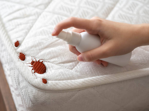 Flea Control Services in Morgan Hill, CA