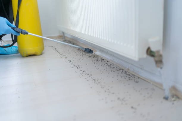 Wasp Removal Services in Morgan Hill, CA